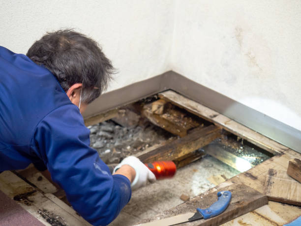 Best Professional Mold Removal  in Siloam Springs, AR