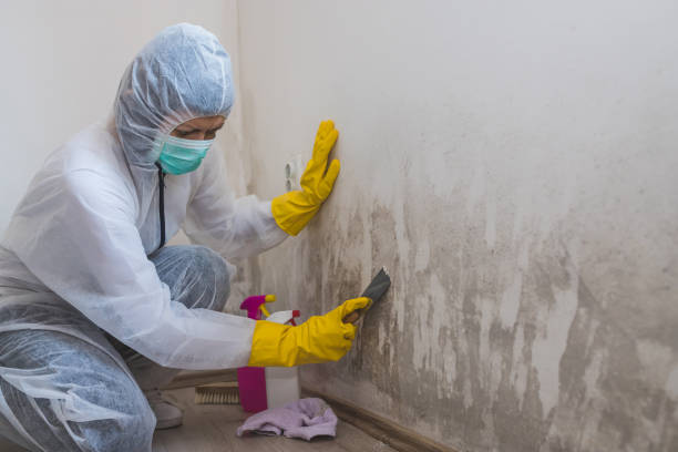 Best Office Mold Removal Services  in Siloam Springs, AR