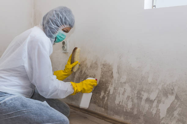 Best Best Mold Removal Companies  in Siloam Springs, AR