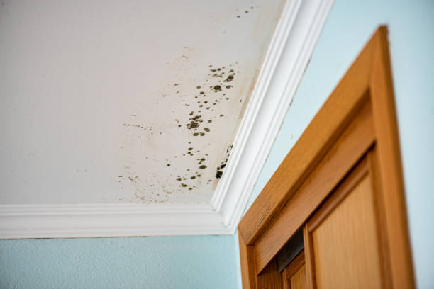 Professional Mold Removal in Siloam Springs, AR