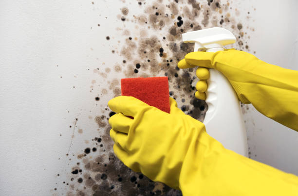 Best Emergency Mold Removal  in Siloam Springs, AR