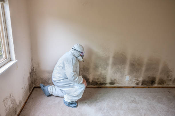 Best Certified Mold Removal  in Siloam Springs, AR