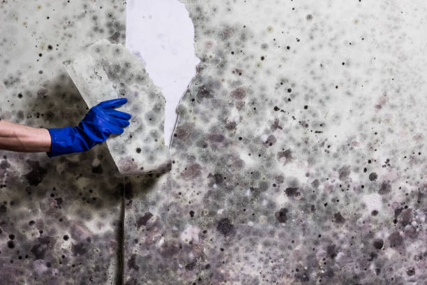 Best Professional Mold Removal  in Siloam Springs, AR